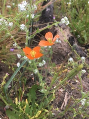 Papaver californicum