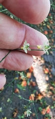 Commicarpus scandens