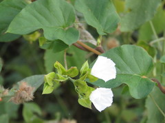Jacquemontia mexicana