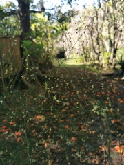 Commicarpus scandens