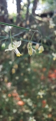 Commicarpus scandens