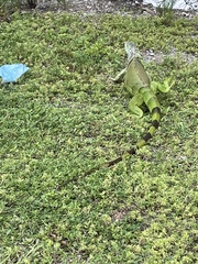 Iguana iguana