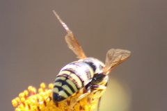 Bicyrtes capnopterus