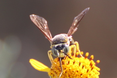 Bicyrtes capnopterus