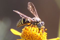 Bicyrtes capnopterus