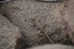 Microlophus peruvianus