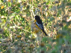 Icterus galbula