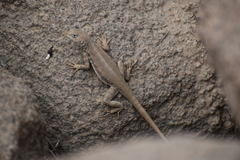 Microlophus peruvianus