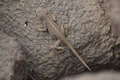 Microlophus peruvianus