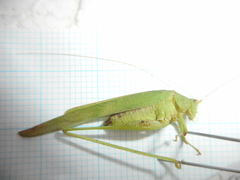 Phaneroptera sparsa
