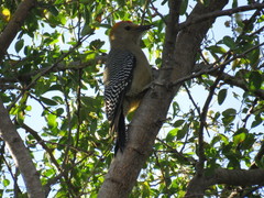 Melanerpes aurifrons