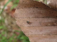 Phylloscyrtus