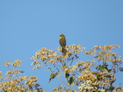 Icterus