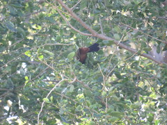 Icterus spurius