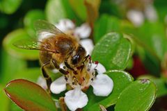 Apis mellifera