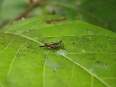Scaria