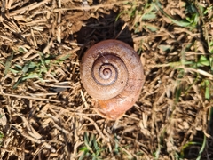 Gastropoda