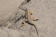 Microlophus