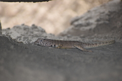 Microlophus