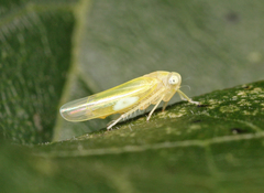 Alebra wahlbergi