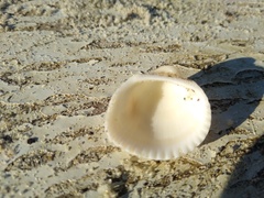 Anadara kagoshimensis