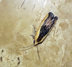 Ponometia exigua