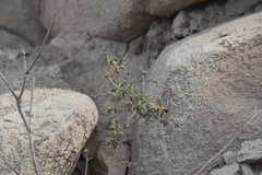 Heliotropium angiospermum