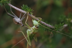 Ephippiger terrestris