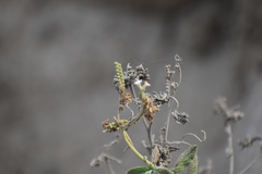 Heliotropium angiospermum