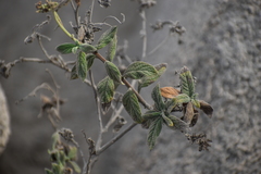 Heliotropium angiospermum