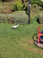 Bubulcus ibis
