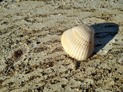 Anadara kagoshimensis