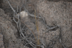 Poaceae