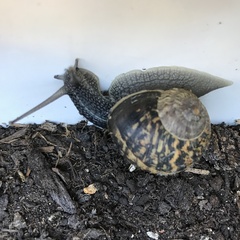 Cornu aspersum