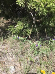 Scutellaria drummondii