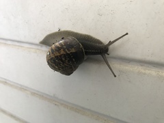 Cornu aspersum