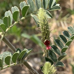 Indigofera daleoides image