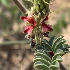 Indigofera daleoides image