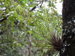 Tillandsia juncea