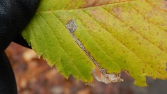 Stigmella apicialbella