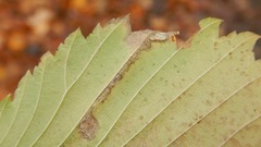 Stigmella apicialbella