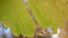 Stigmella apicialbella