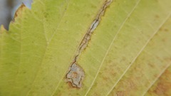 Stigmella apicialbella