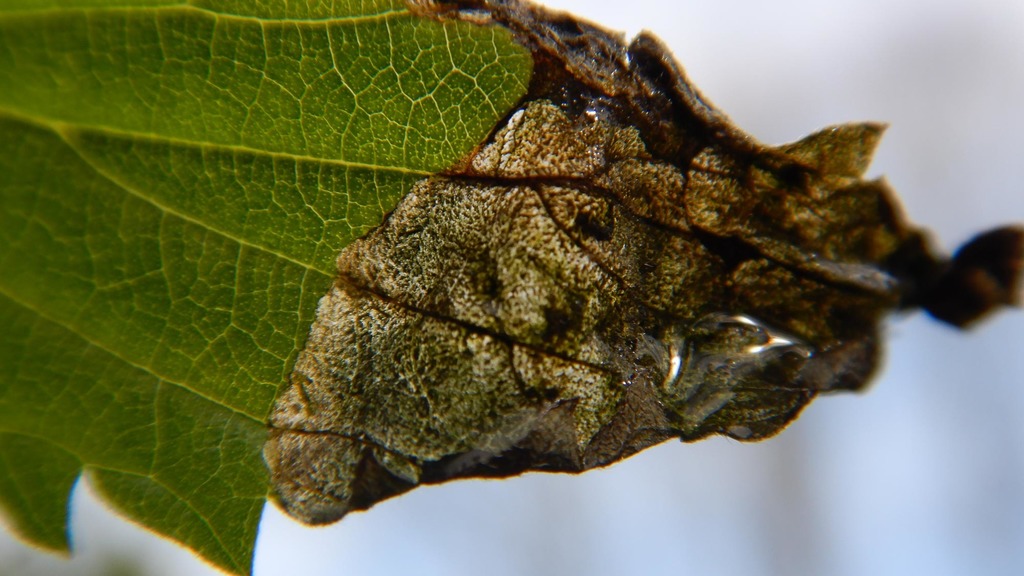 Agromyza reptans