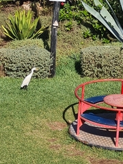 Bubulcus ibis