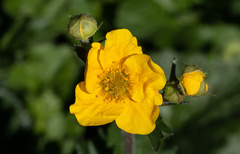 Geum magellanicum