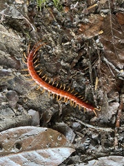 Scolopocryptops spinicaudus