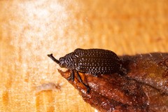 Microrhopala excavata