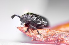 Microrhopala excavata