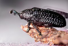 Microrhopala excavata